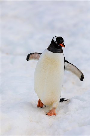 seabird - Gentoo penguin (Pygoscelis papua), Cuverville Island, Errera Channel, Danco Coast, Antarctic Peninsula, Antarctica, Polar Regions Stock Photo - Premium Royalty-Free, Code: 6119-09156449