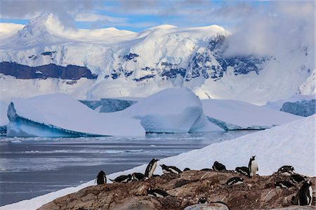 simsearch:693-03301867,k - Gentoo penguin (Pygoscelis papua) colony, Cuverville Island, Errera Channel, Danco Coast, Antarctic Peninsula, Antarctica, Polar Regions Stock Photo - Premium Royalty-Free, Code: 6119-09156451