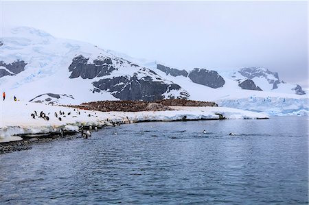 simsearch:693-03301867,k - Gentoo penguins (Pygoscelis papua) and expedition tourists on Cuverville Island, Danco Coast, Antarctic Peninsula, Antarctica, Polar Regions Stock Photo - Premium Royalty-Free, Code: 6119-09156455