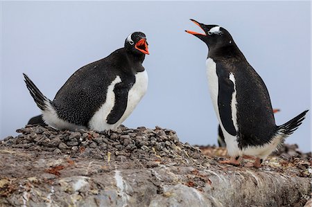 seabird - Gentoo penguin (Pygoscelis papua) pair communicating, Damoy Point, Dorian Bay, Wiencke Island, Antarctic Peninsula, Antarctica, Polar Regions Stock Photo - Premium Royalty-Free, Code: 6119-09156433