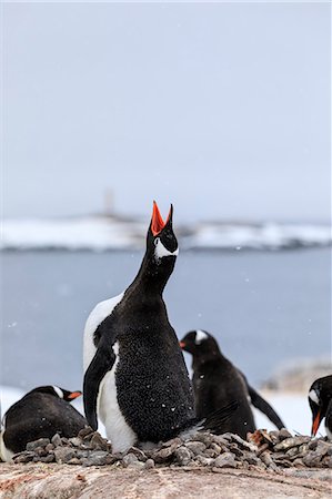 seabird - Gentoo penguin (Pygoscelis papua) calling, Damoy Point, Dorian Bay, Wiencke Island, Antarctic Peninsula, Antarctica, Polar Regions Stock Photo - Premium Royalty-Free, Code: 6119-09156434