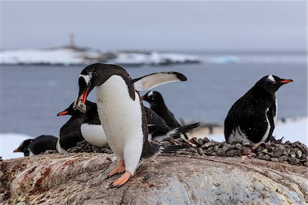 seabird - Gentoo penguin (Pygoscelis papua) carries pebble in colony, Damoy Point, Wiencke Island, Antarctic Peninsula, Antarctica, Polar Regions Stock Photo - Premium Royalty-Free, Code: 6119-09156435