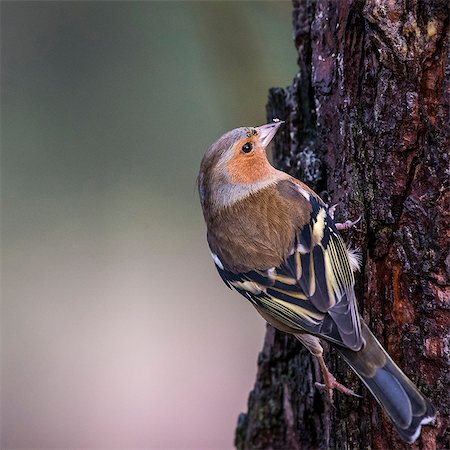 perched - Male Chaffinch in Abernethy Forest, Strathspey near Aviemore, Scotland, United Kingdom, Europe Foto de stock - Sin royalties Premium, Código: 6119-09156572