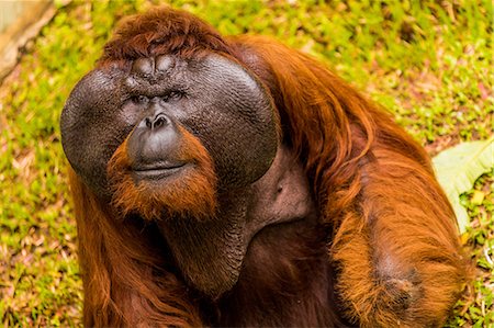 Native Orangutan in Bako National Park, Kuching, Sarawak, Borneo, Malaysia, Southeast Asia, Asia Stock Photo - Premium Royalty-Free, Code: 6119-09156510