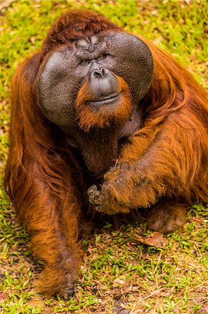 Native Orangutan in Bako National Park, Kuching, Sarawak, Borneo, Malaysia, Southeast Asia, Asia Stock Photo - Premium Royalty-Free, Code: 6119-09156511