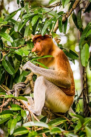 simsearch:700-00547107,k - Proboscis monkey, unique and native to Malaysia in Bako National Park, Kuching, Sarawak, Borneo, Malaysia, Southeast Asia, Asia Stock Photo - Premium Royalty-Free, Code: 6119-09156515