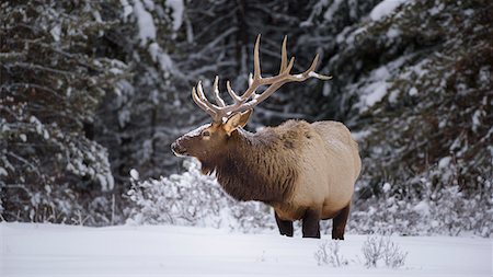 Large Bull Elk (Cervus canadensis) standing in deep snow during winter in Banff National Park, UNESCO World Heritage Site, Alberta, The Rockies, Canada, North America Stock Photo - Premium Royalty-Free, Code: 6119-09156522