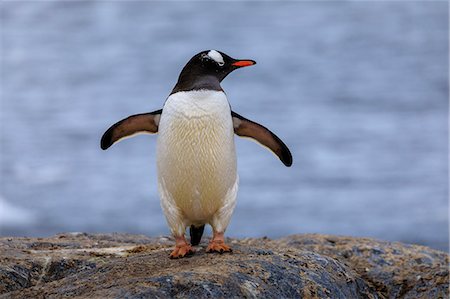 seabird - Gentoo penguin (Pygoscelis papua), on rocks above the sea, Gonzalez Videla Station, Waterboat Point, Paradise Bay, Antarctica, Polar Regions Stock Photo - Premium Royalty-Free, Code: 6119-09161627