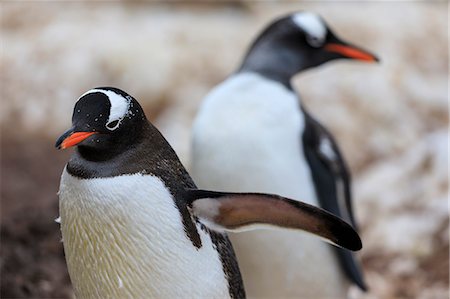 seabird - Gentoo penguins (Pygoscelis papua), Gonzalez Videla Station, Waterboat Point, Paradise Bay, Antarctica, Polar Regions Stock Photo - Premium Royalty-Free, Code: 6119-09161628