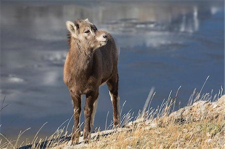 Rocky Mountain Bighorn Sheep lamb (Ovis canadensis), Jasper National Park, UNESCO World Heritage Site, Alberta, Canada, North America Photographie de stock - Premium Libres de Droits, Code: 6119-09161743