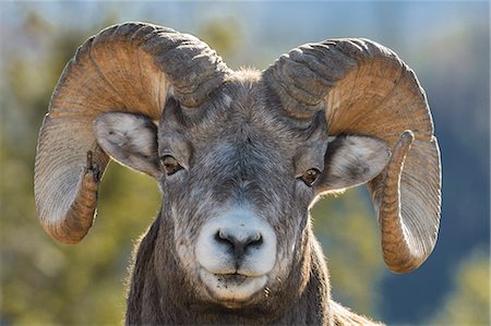 Rocky Mountain Bighorn Ram (Ovis canadensis) close up portrait, Jasper National Park, UNESCO World Heritage Site, Alberta, Canada, North America Stock Photo - Premium Royalty-Free, Code: 6119-09161744