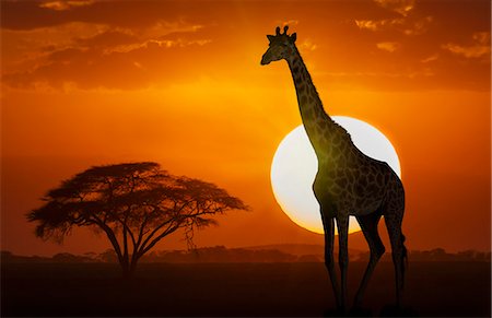 Giraffe at sunset in Amboseli National Park, Kenya, East Africa, Africa Stock Photo - Premium Royalty-Free, Code: 6119-09161914