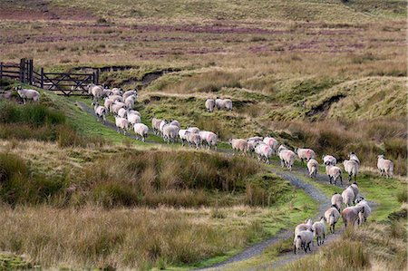 simsearch:841-07783086,k - A herd of Swaledale sheep walking along a path on a hillside in the Forest of Bowland in Lancashire, England, United Kingdom, Europe Foto de stock - Sin royalties Premium, Código: 6119-09161931