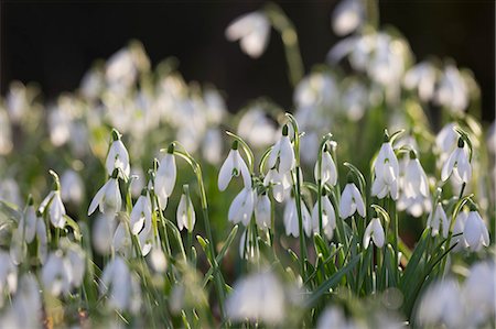 Snowdrops in winter woodland, The Cotswolds, Gloucestershire, England, United Kingdom, Europe Stock Photo - Premium Royalty-Free, Code: 6119-09162004
