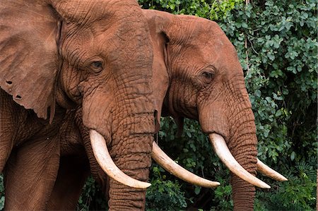 elephant - African elephants (Loxodonta africana), Tsavo, Kenya, East Africa, Africa Stock Photo - Premium Royalty-Free, Code: 6119-09170259