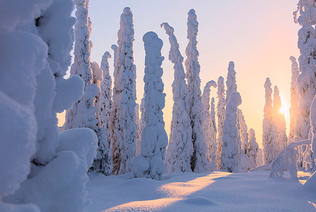 forested - Frozen spruce and pine trees, Riisitunturi National Park, Posio, Lapland, Finland, Europe Stock Photo - Premium Royalty-Free, Code: 6119-09182498