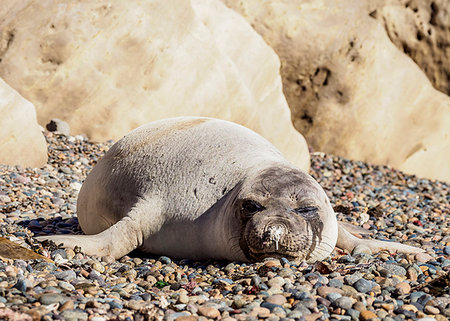 simsearch:700-00481653,k - Southern Elephant Seal (Mirounga leonina), female, Punta Ninfas, Atlantic Coast, Chubut Province, Patagonia, Argentina, South America Stock Photo - Premium Royalty-Free, Code: 6119-09182661