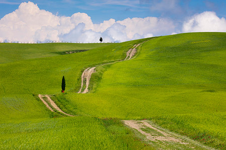 Green fields, Cypress trees and blue sky in Val d'Orcia, UNESCO World Heritage Site, Tuscany, Italy, Europe Fotografie stock - Premium Royalty-Free, Codice: 6119-09182788
