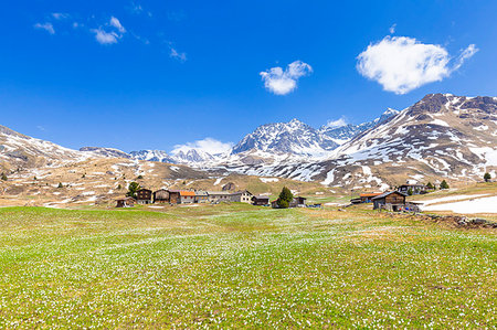 sur - Flowering of crocus at Alp Flix, Sur, Surses, Parc Ela, Region of Albula, Canton of Graubunden, Switzerland, Europe Stock Photo - Premium Royalty-Free, Code: 6119-09182729