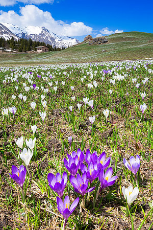 sur - Flowering of crocus nivea at Alp Flix, Sur, Surses, Parc Ela, Region of Albula, Canton of Graubunden, Switzerland, Europe Stock Photo - Premium Royalty-Free, Code: 6119-09182730