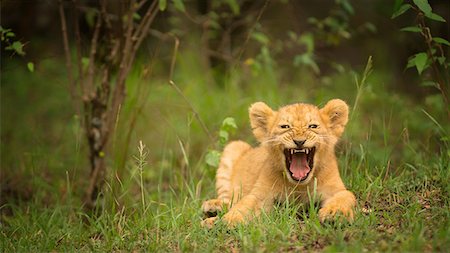 Lion cub roaring, Masai Mara, Kenya, East Africa, Africa Stock Photo - Premium Royalty-Free, Code: 6119-09101760