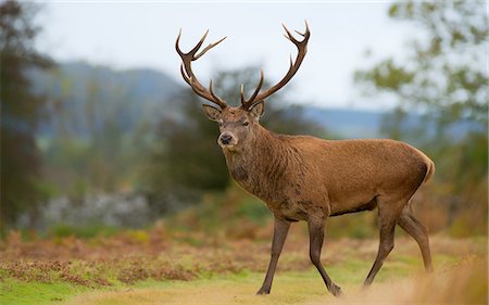 red deer (animal) - Red deer stag, Bradgate Park, Charnwood Forest, Leicestershire, England, United Kingdom, Europe Stock Photo - Premium Royalty-Free, Code: 6119-09126970