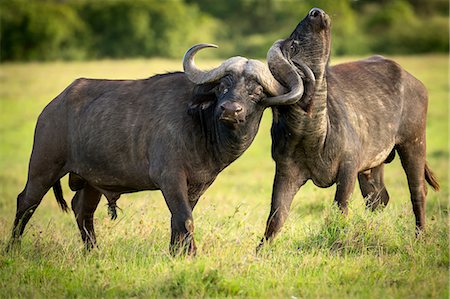 Buffalos fighting, Masai Mara, Kenya, East Africa, Africa Stock Photo - Premium Royalty-Free, Code: 6119-09126977