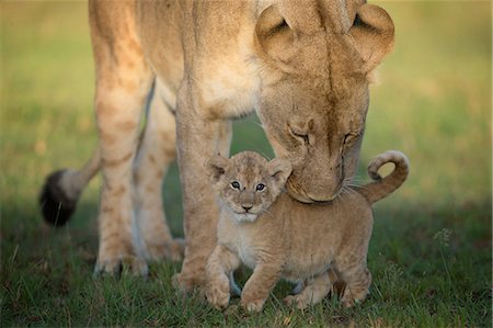 Lioness with cub, Masai Mara, Kenya, East Africa, Africa Stock Photo - Premium Royalty-Free, Code: 6119-09126976