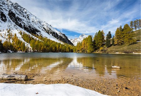 pinaceae - Larch trees reflected in Lai da Palpuogna (Palpuognasee), Bergun, Albula Pass, Canton of Graubunden (Grisons), Switzerland, Europe Stock Photo - Premium Royalty-Free, Code: 6119-09126936