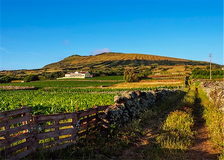 simsearch:6119-07451735,k - Landscape with Caldeira in the background, Graciosa Island, Azores, Portugal, Atlantic, Europe Stock Photo - Premium Royalty-Free, Code: 6119-09127015