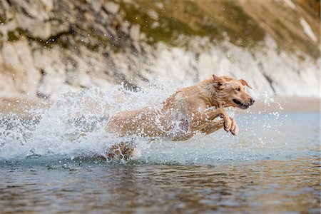 playful dog not playing not people - Golden labrador swimming on beach in Dorset, England, United Kingdom, Europe Stock Photo - Premium Royalty-Free, Code: 6119-09134753