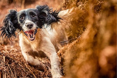 Springer spaniel running through ferns, United Kingdom, Europe Stock Photo - Premium Royalty-Free, Code: 6119-09134759