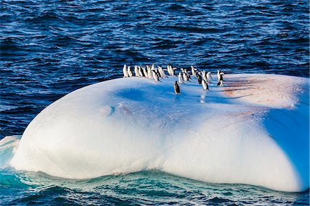 simsearch:693-03301867,k - Chinstrap (Pygoscelis antarcticus), Gentoo (Pygoscelis papua) Adelie Penguins (Pygoscelis adeliae) on one iceberg, Bransfield Strait, Antarctica, Polar Regions Stock Photo - Premium Royalty-Free, Code: 6119-09134735