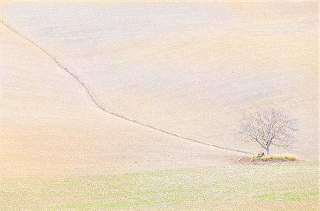 Lonely tree in the hills of Val d'Orcia, UNESCO World Heritage Site, Siena province, Tuscany, Italy, Europe Photographie de stock - Premium Libres de Droits, Code: 6119-09134880