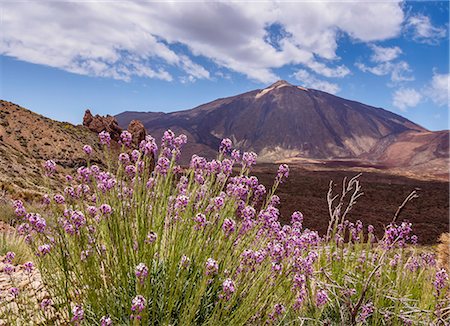 Teide Mountain, Teide National Park, UNESCO World Heritage Site, Tenerife Island, Canary Islands, Spain, Europe Stock Photo - Premium Royalty-Free, Code: 6119-09134827