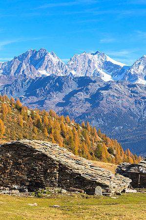 Stone hut and colorful woods in autumn with Bernina Group on background, Alpe Arcoglio Valmalenco, Valtellina, Lombardy, Italy, Europe Stock Photo - Premium Royalty-Free, Code: 6119-09202979