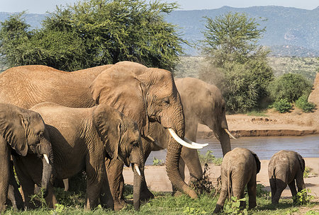 Herd of elephants, Samburu National Reserve, Kenya, East Africa, Africa Stock Photo - Premium Royalty-Free, Code: 6119-09228487