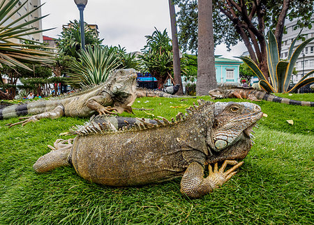 Iguanas in Seminario Park, known as Iguanas Park, Guayaquil, Guayas Province, Ecuador, South America Stock Photo - Premium Royalty-Free, Code: 6119-09228724