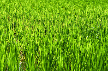 simsearch:400-03928869,k - Green rice fields in Ubud, Bali, Indonesia, Southeast Asia, Asia Foto de stock - Sin royalties Premium, Código: 6119-09229039