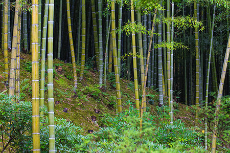 Bamboo Grove, Tenryuji Temple, Arashiyama, Kyoto, Japan, Asia Photographie de stock - Premium Libres de Droits, Code: 6119-09238430
