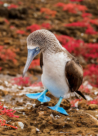 seabird - Blue-footed booby (Sula nebouxii), Punta Pitt, San Cristobal (Chatham) Island, Galapagos, UNESCO World Heritage Site, Ecuador, South America Stock Photo - Premium Royalty-Free, Code: 6119-09238809