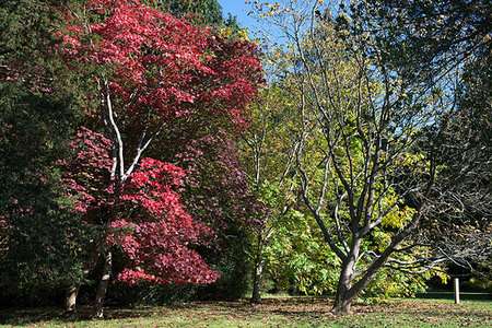 Autumn colours, Westonbirt National Arboretum, Gloucestershire, England, United Kingdom, Europe Stock Photo - Premium Royalty-Free, Code: 6119-09238979
