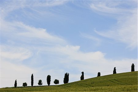 simsearch:633-06322603,k - Cypress trees near Siena, Italy Stock Photo - Premium Royalty-Free, Code: 6122-07695374