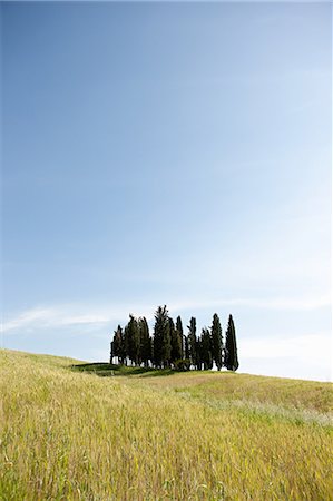 simsearch:633-06322603,k - Cypress trees in field, Val d'Orcia, Italy Stock Photo - Premium Royalty-Free, Code: 6122-07695383