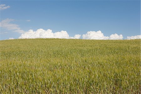 simsearch:633-06322603,k - Wheat field, Val d'Orcia, Italy Stock Photo - Premium Royalty-Free, Code: 6122-07695380