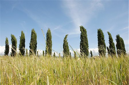 simsearch:633-06322603,k - Cypress trees in field, Val d'Orcia, Italy Stock Photo - Premium Royalty-Free, Code: 6122-07695382