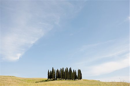 simsearch:633-06322603,k - Cypress trees in field, Val d'Orcia, Italy Stock Photo - Premium Royalty-Free, Code: 6122-07695384