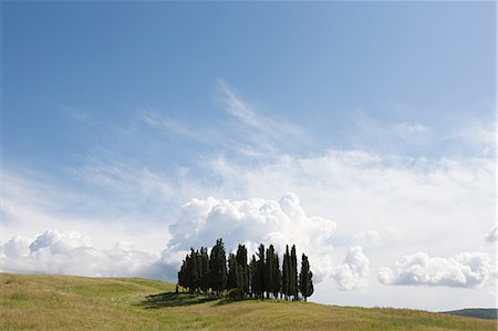simsearch:633-06322603,k - Cypress trees in field, Val d'Orcia, Italy Stock Photo - Premium Royalty-Free, Code: 6122-07695388