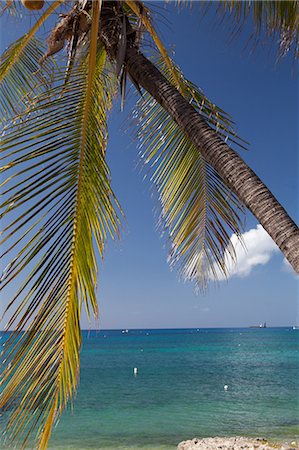 simsearch:614-05955565,k - Palm trees and Caribbean Sea, Grand Cayman, Cayman Islands Photographie de stock - Premium Libres de Droits, Code: 6122-07697983