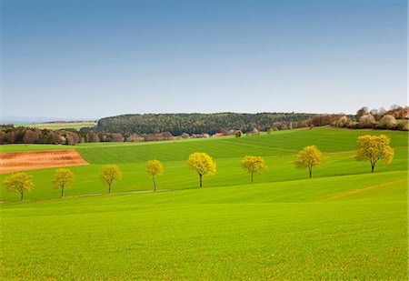 simsearch:6119-07451735,k - Row of trees in green field Stock Photo - Premium Royalty-Free, Code: 6122-07699834